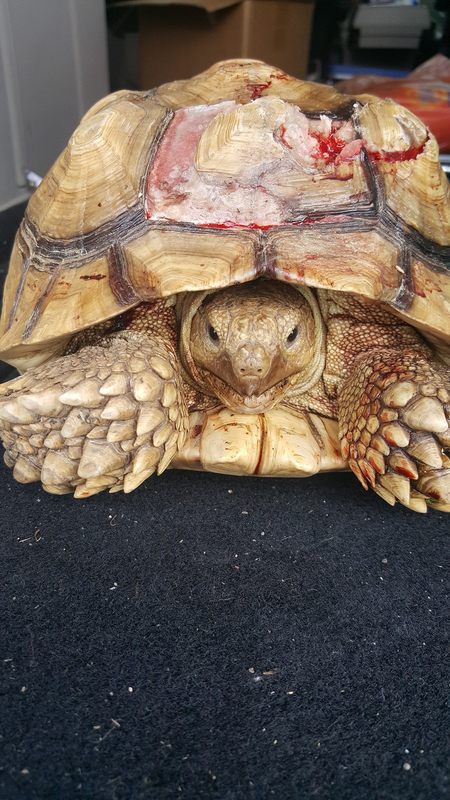 Sulcata tortoise shell rot