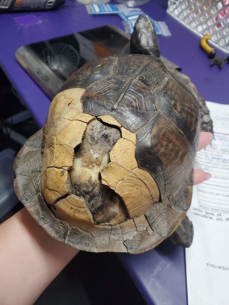Sponsor a Turtle - Central Mississippi Turtle Rescue